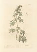 Absinthe - Elizabeth Blackwell — visning af kunstværket