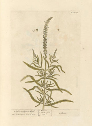 Elizabeth Blackwell - Would or dyers weed.webp