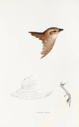 Elizabeth Gould - A synopsis of the birds of Australia and the adjacent Islands Pl28.webp