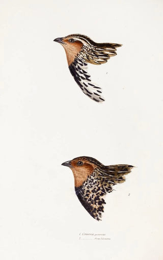 Elizabeth Gould - A synopsis of the birds of Australia and the adjacent Islands Pl29.webp