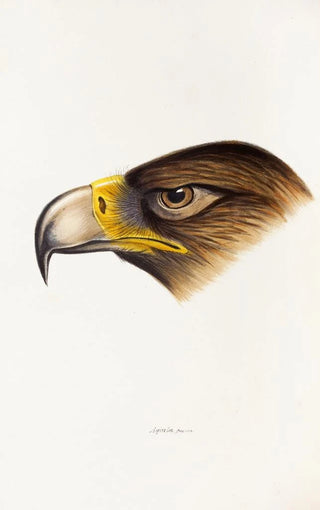 Elizabeth Gould - A synopsis of the birds of Australia and the adjacent Islands Pl38.webp