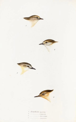 Elizabeth Gould - A synopsis of the birds of Australia and the adjacent Islands Pl60.webp