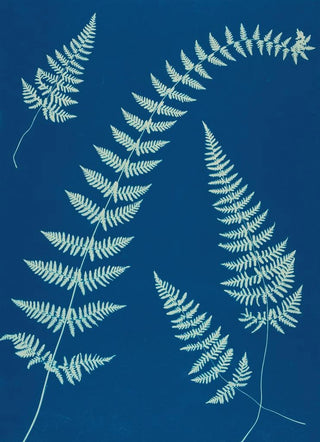 Ella J C Hurd - Ferns of Huntington Long Island Pl08.webp
