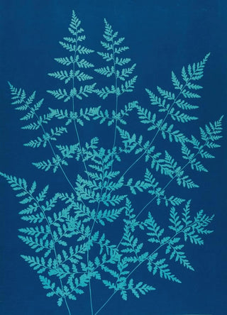 Ella J C Hurd - Ferns of Huntington Long Island Pl40.webp