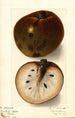 Annona reticulata - Ellen Isham Schutt — visning af kunstværket