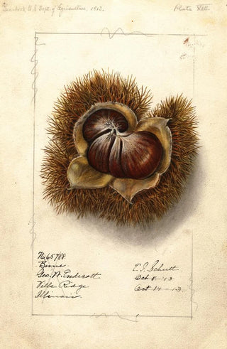 Ellen Isham Schutt - Castanea Boone.webp