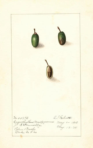 Ellen Isham Schutt - Chrysophyllum cainito.webp