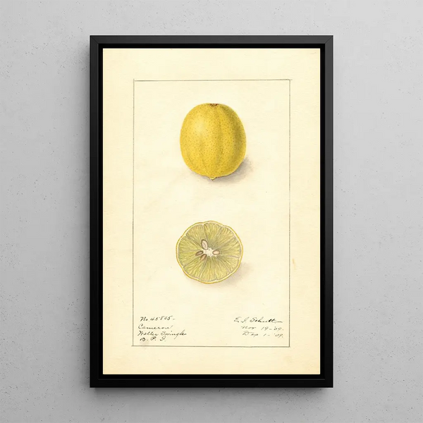 Citrus aurantiifolia Cameron - Ellen Isham Schutt — indrammet kunstværk på væggen