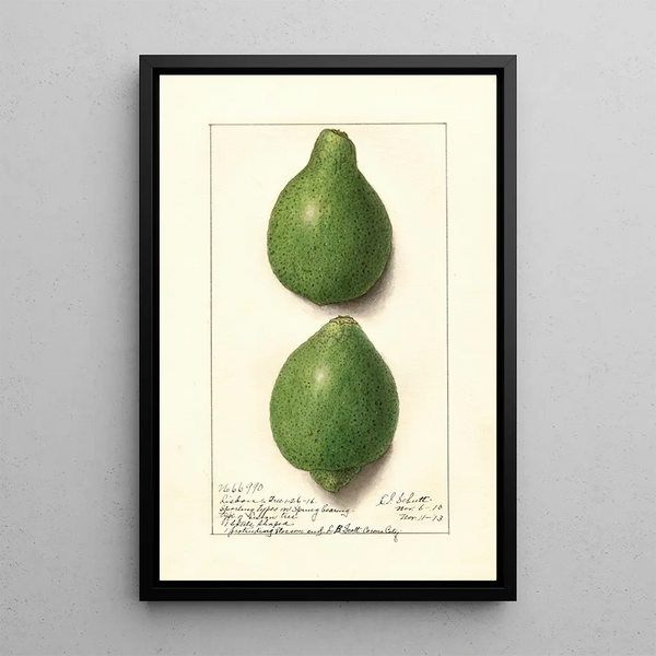 Citrus aurantiifolia Lisbon - Ellen Isham Schutt — indrammet kunstværk på væggen