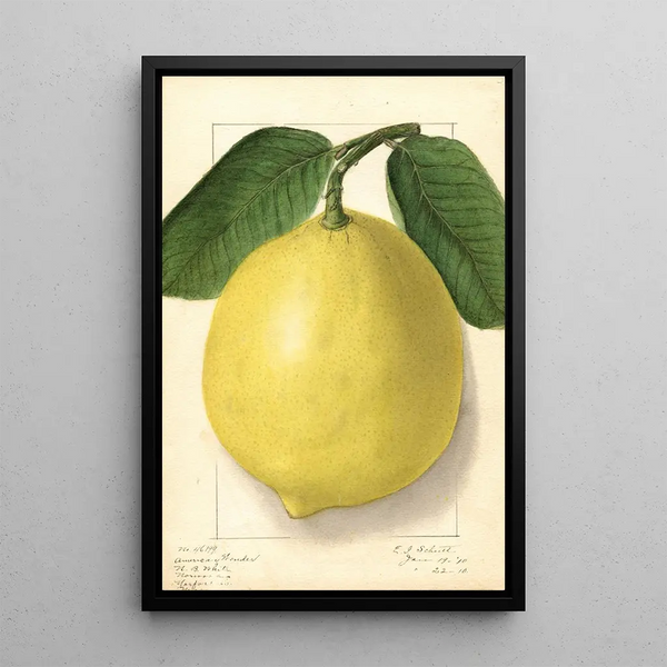 Citrus limon American Wonder - Ellen Isham Schutt — indrammet kunstværk på væggen