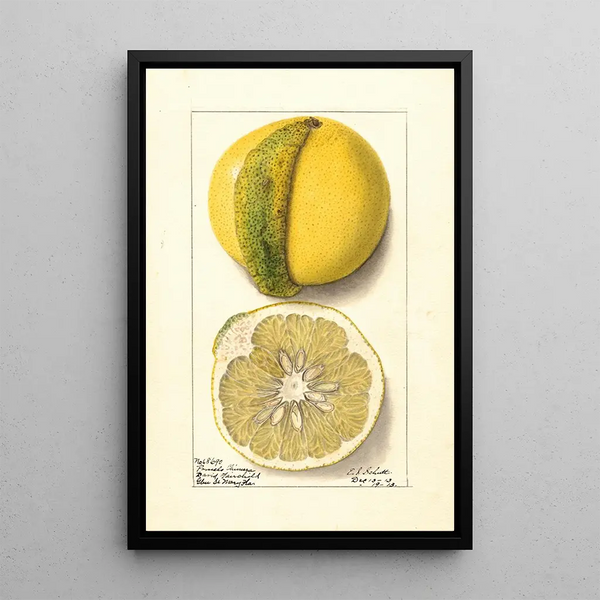 Citrus paradisi Chimera - Ellen Isham Schutt — indrammet kunstværk på væggen