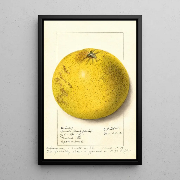 Citrus paradisi Pink Fleshed - Ellen Isham Schutt — indrammet kunstværk på væggen
