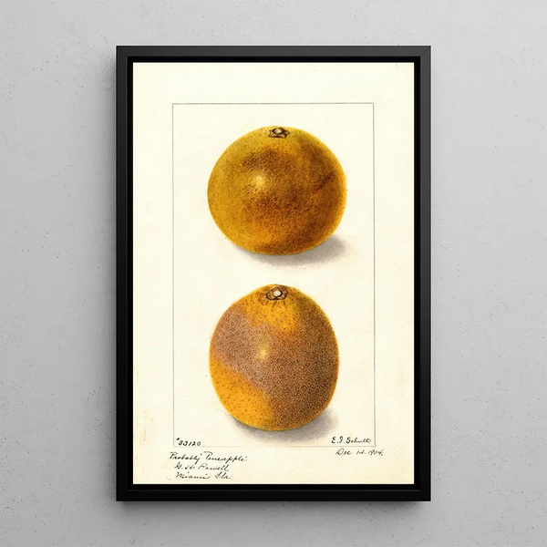 Citrus sinensis - Ellen Isham Schutt — indrammet kunstværk på væggen