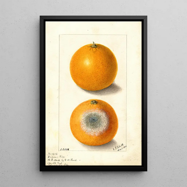 Citrus sinensis Indian River - Ellen Isham Schutt — indrammet kunstværk på væggen