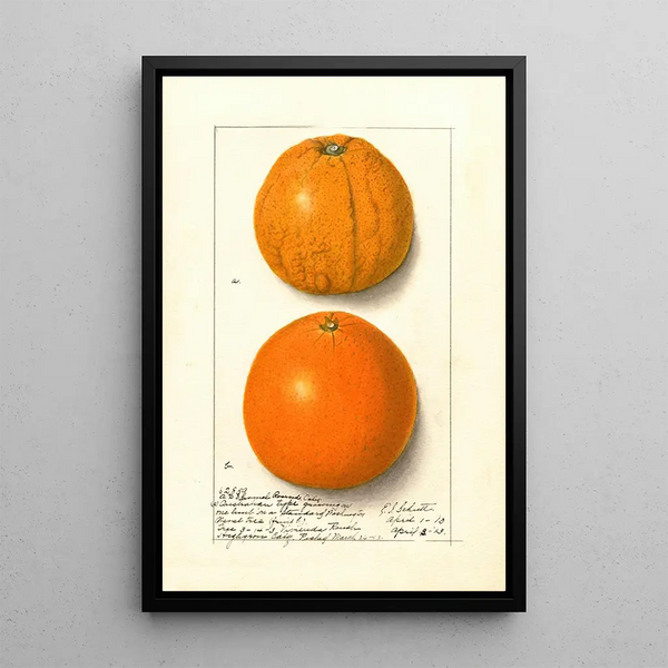 Citrus sinensis Washington Navel - Ellen Isham Schutt — indrammet kunstværk på væggen