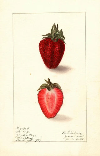 Ellen Isham Schutt - Fragaria Heritage.webp