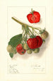 Fragaria Velvet - Ellen Isham Schutt — visning af kunstværket