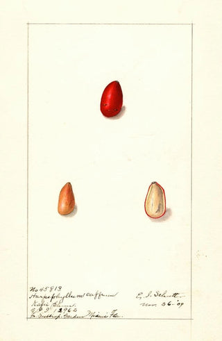 Ellen Isham Schutt - Harpephyllum caffrum.webp