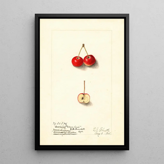 Ellen Isham Schutt - Malus Cherry Crab.webp