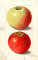 Malus domestica Alexander Tillage - Ellen Isham Schutt — visning af kunstværket