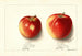 Malus domestica Jonathan - Ellen Isham Schutt — visning af kunstværket