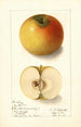 Malus domestica Landsberg - Ellen Isham Schutt — visning af kunstværket