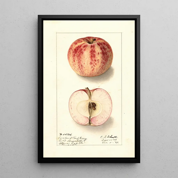 Malus domestica Liveland Raspberry - Ellen Isham Schutt — indrammet kunstværk på væggen