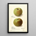 Malus domestica Rhode Island Greening - Ellen Isham Schutt — indrammet kunstværk på væggen