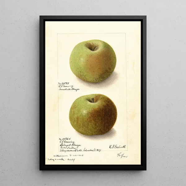 Malus domestica Rhode Island Greening - Ellen Isham Schutt — indrammet kunstværk på væggen