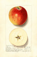 Malus domestica Rome - Ellen Isham Schutt — visning af kunstværket