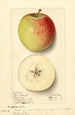 Malus domestica Rome Beauty - Ellen Isham Schutt — visning af kunstværket