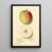 Malus domestica Rome Beauty - Ellen Isham Schutt — indrammet kunstværk på væggen