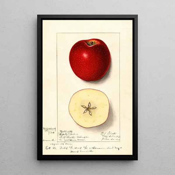 Malus domestica Spitz Esopus - Ellen Isham Schutt — indrammet kunstværk på væggen