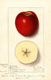 Malus domestica Spitz Esopus - Ellen Isham Schutt — visning af kunstværket