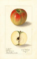 Malus domestica Texala - Ellen Isham Schutt — visning af kunstværket