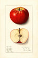 Malus domestica Winesap - Ellen Isham Schutt — visning af kunstværket