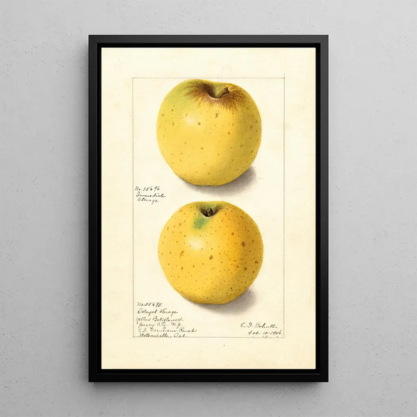 Malus domestica Yellow Bellflower - Ellen Isham Schutt — indrammet kunstværk på væggen