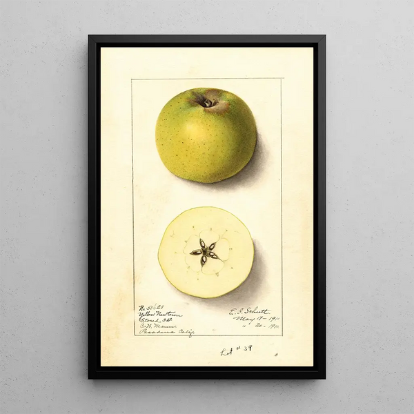 Malus domestica Yellow Newtown - Ellen Isham Schutt — indrammet kunstværk på væggen