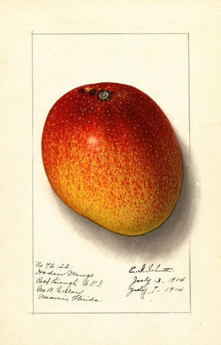 Ellen Isham Schutt - Mangifera indica Haden.webp