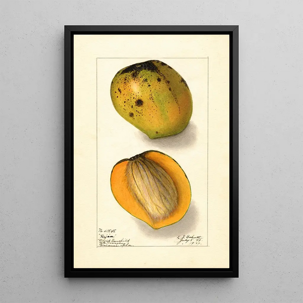 Mangifera indica Rajia - Ellen Isham Schutt — indrammet kunstværk på væggen