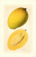 Mangifera indica Totafarice - Ellen Isham Schutt — visning af kunstværket