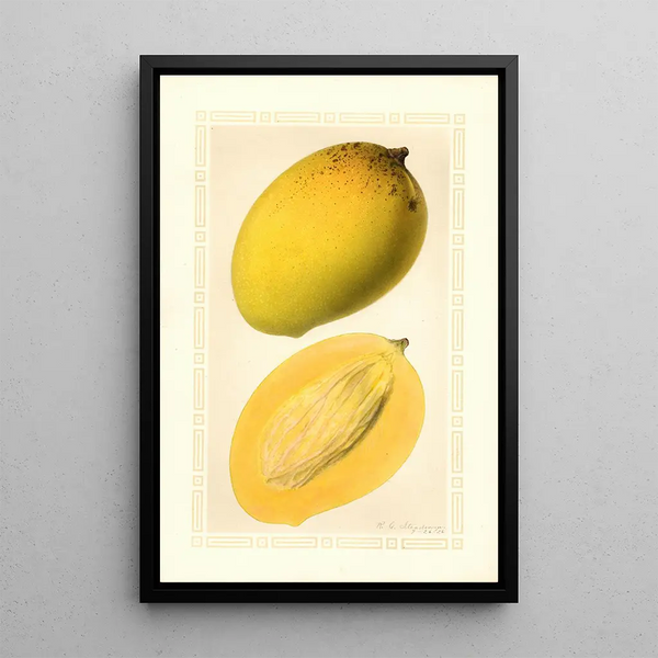 Mangifera indica Totafarice - Ellen Isham Schutt — indrammet kunstværk på væggen