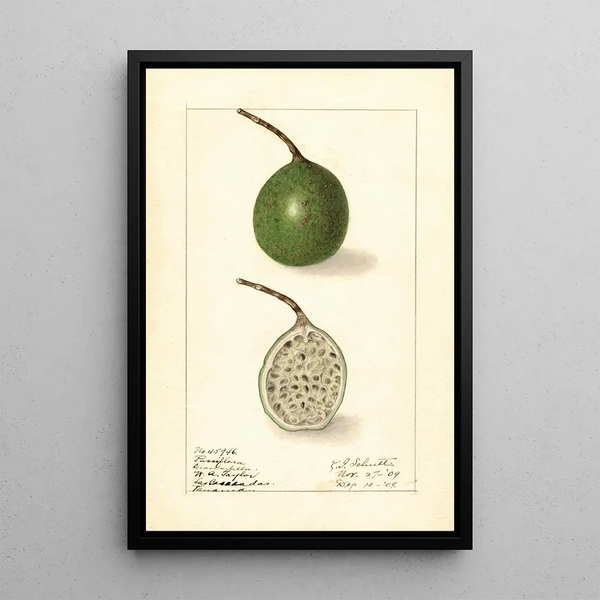 Passiflora - Ellen Isham Schutt — indrammet kunstværk på væggen