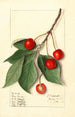 Prunus avium Govenor Wood - Ellen Isham Schutt — visning af kunstværket