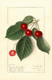 Prunus avium Royal Novelle - Ellen Isham Schutt — visning af kunstværket