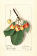 Prunus avium Yellow Spanish - Ellen Isham Schutt — visning af kunstværket