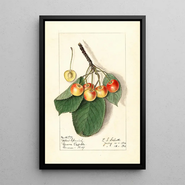 Prunus avium Yellow Spanish - Ellen Isham Schutt — indrammet kunstværk på væggen