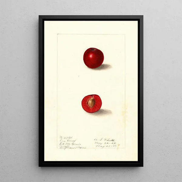 Prunus domestica Free Silver - Ellen Isham Schutt — indrammet kunstværk på væggen