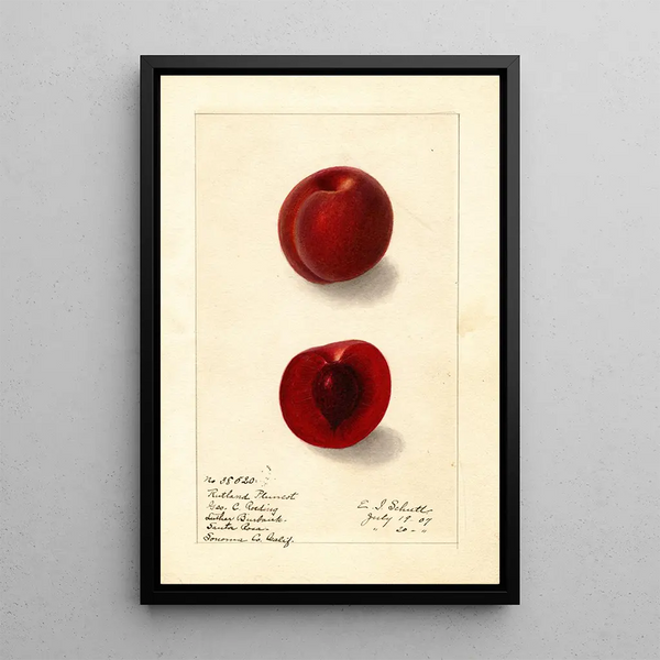 Prunus domestica Rutland Plumcot - Ellen Isham Schutt — indrammet kunstværk på væggen