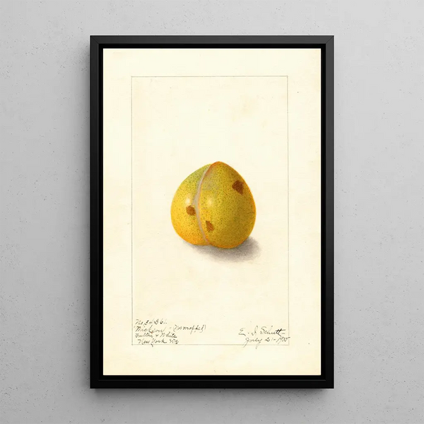 Prunus domestica Wickson - Ellen Isham Schutt — indrammet kunstværk på væggen